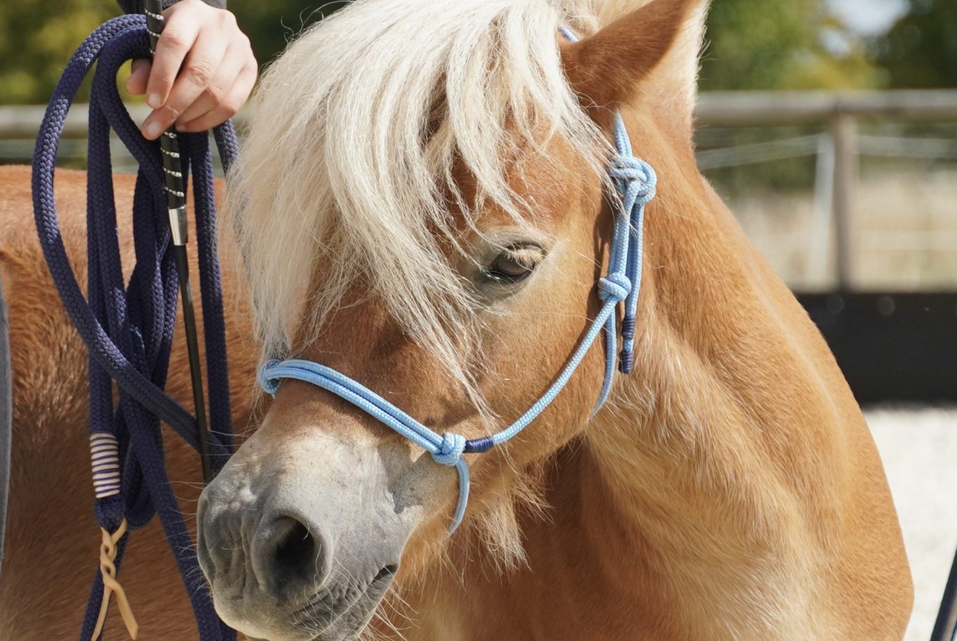 Handgemachtes Knotenhalfter und Bodenarbeitsseil für Ponys von Malu